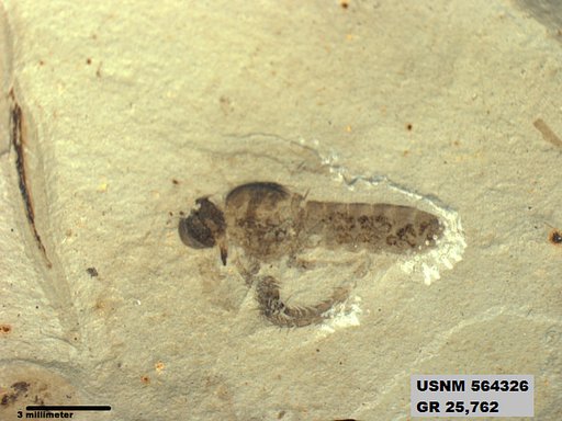 Genus sp