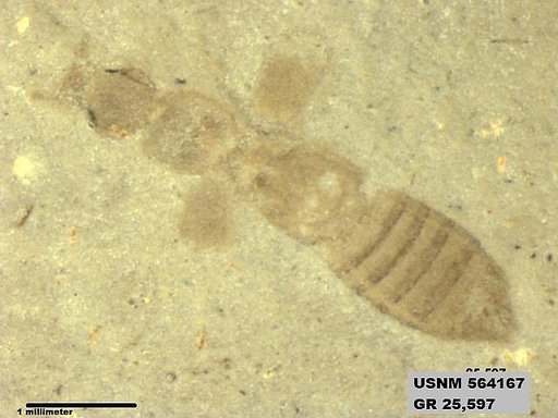 Genus sp