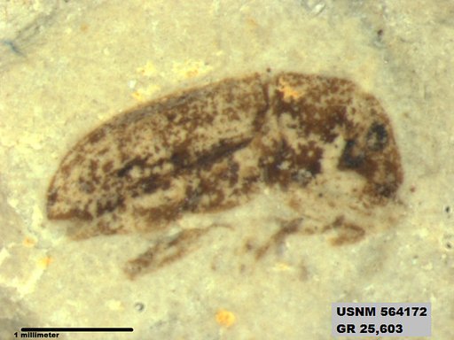 Insecta
