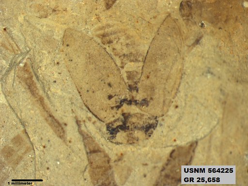 Genus sp