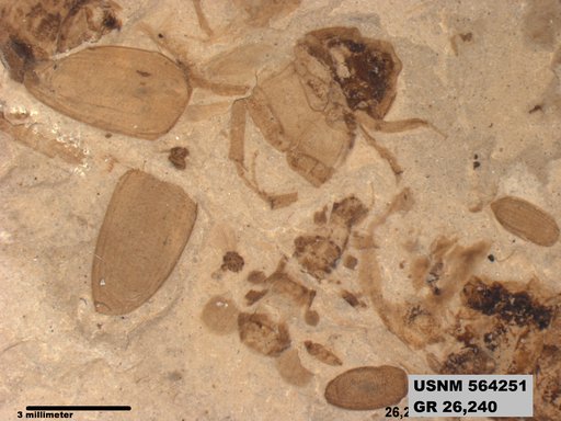 Blaberid sp