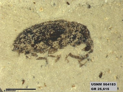Insecta