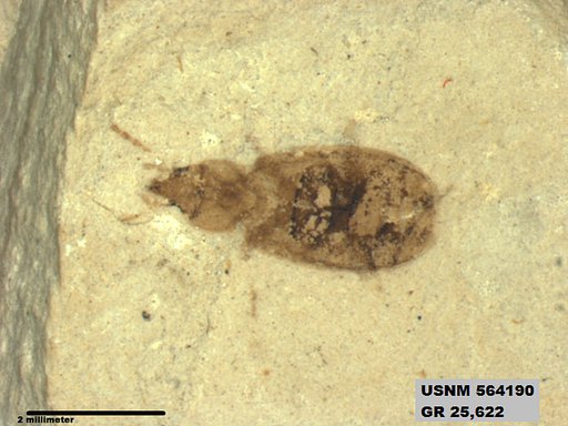 Insecta