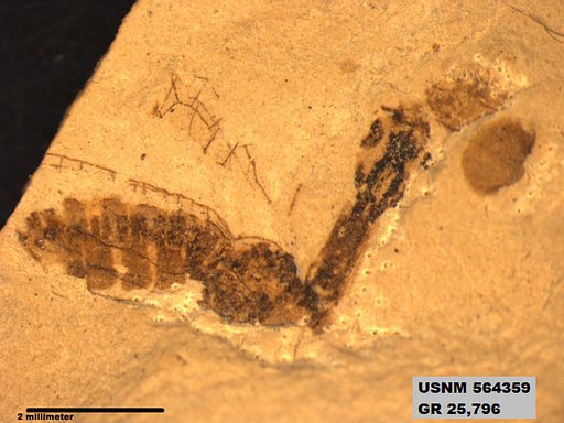 Insecta