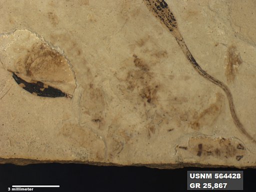 Insecta