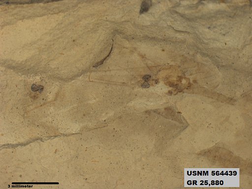 Genus sp