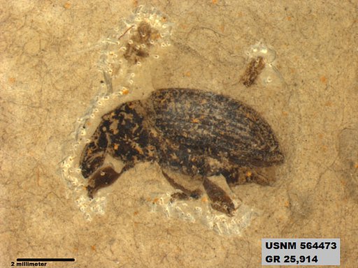 Insecta