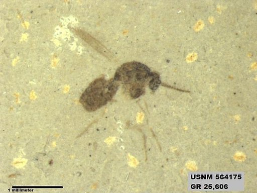 Genus sp