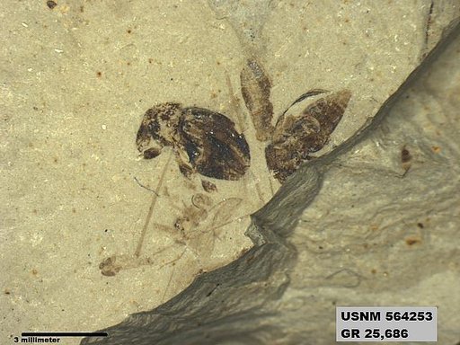 Insecta