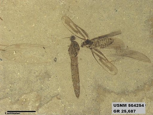 Genus sp