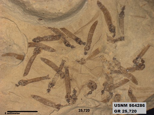 Genus sp