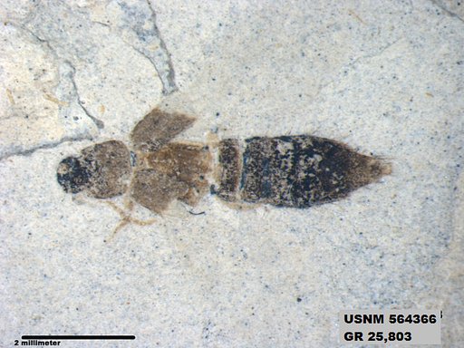 Genus sp
