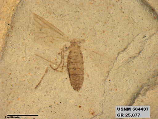 Genus sp