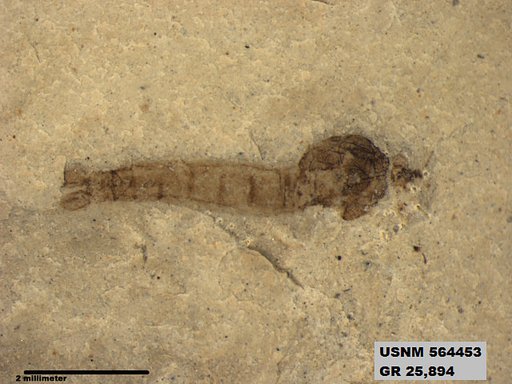 Agulla protomaculata
