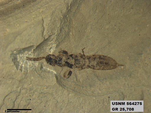 Insecta