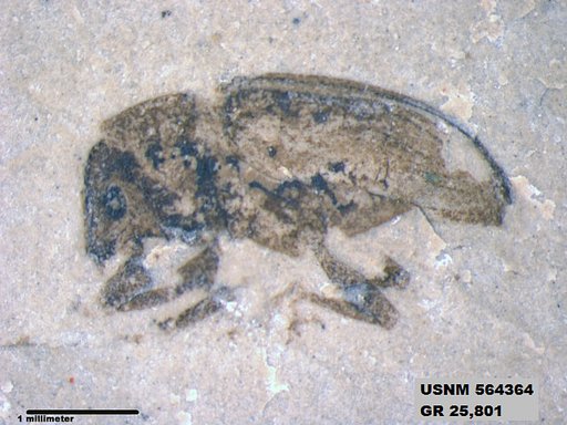 Insecta