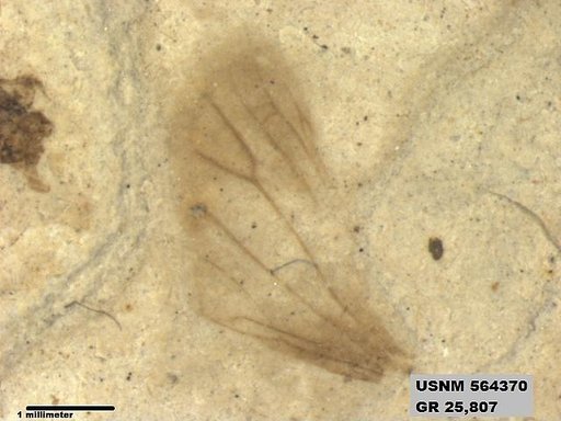 Genus sp