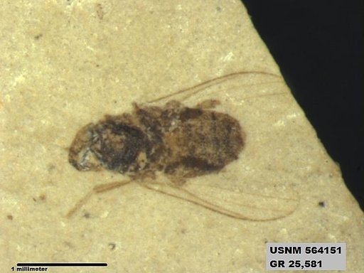 Insecta