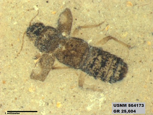 Genus sp
