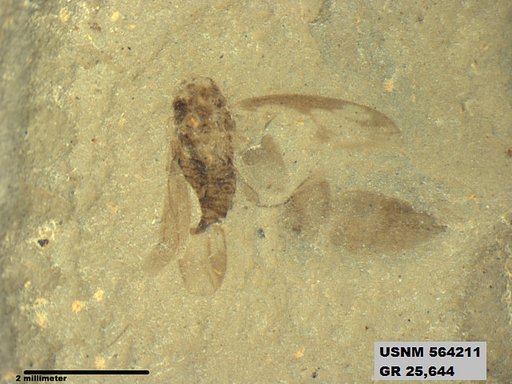 Insecta