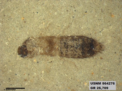 Insecta