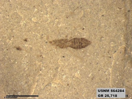 Genus sp