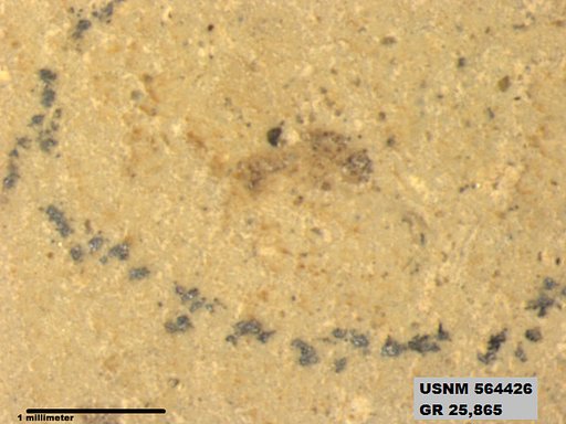 Genus sp
