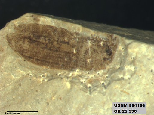 Insecta