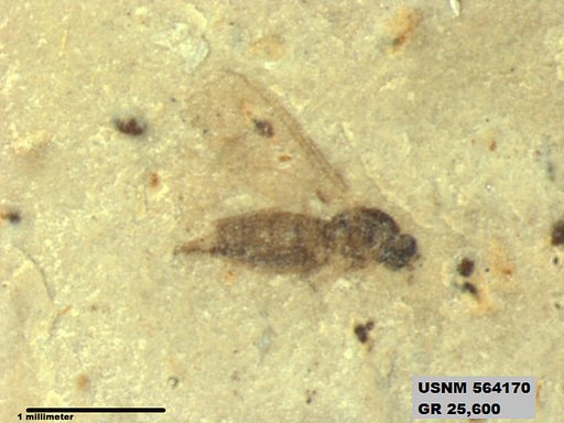 Genus sp