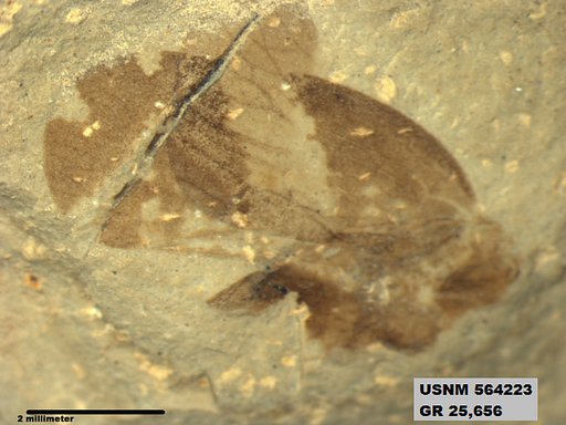 Genus sp