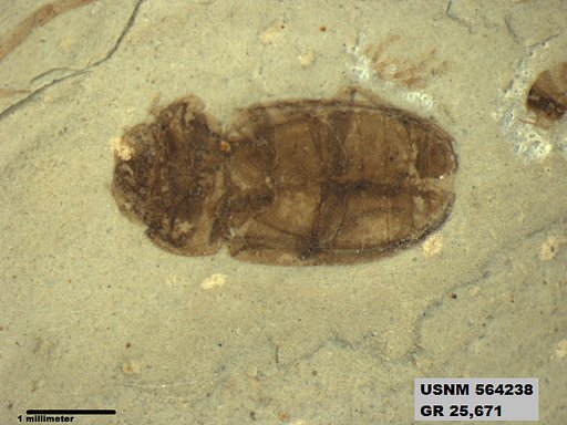 Insecta