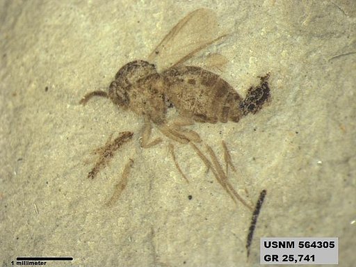 Insecta
