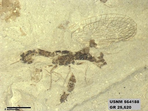 Insecta