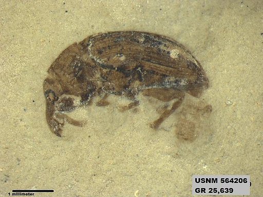 Insecta