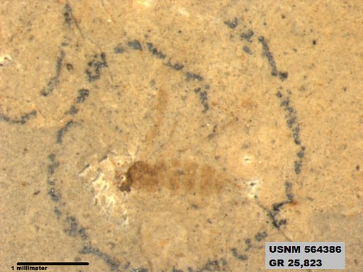 Insecta