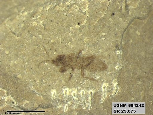 Genus sp
