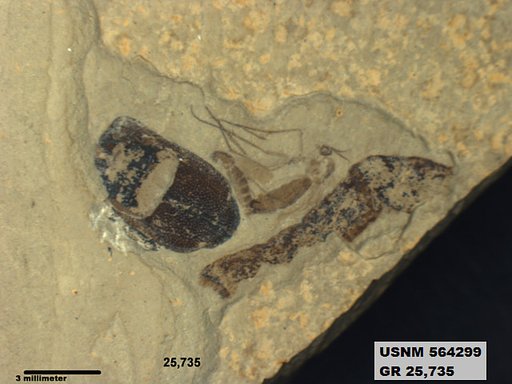 Insecta
