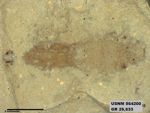 Genus sp
