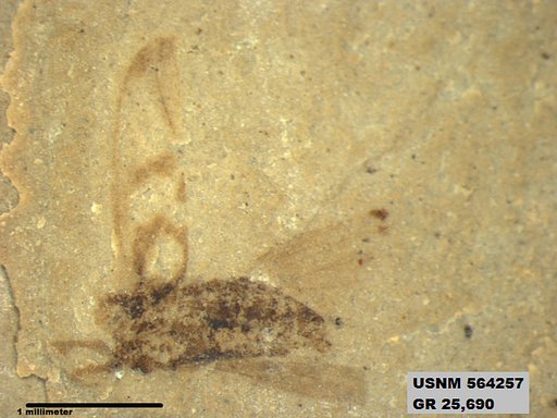 Genus sp