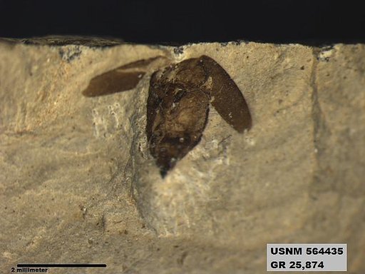 Insecta