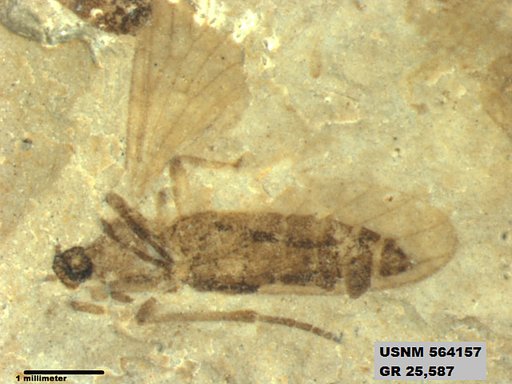 Genus sp