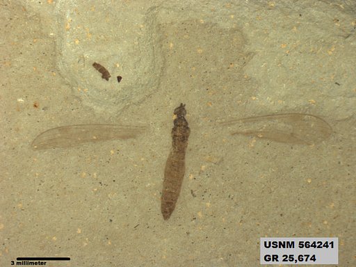 Genus sp