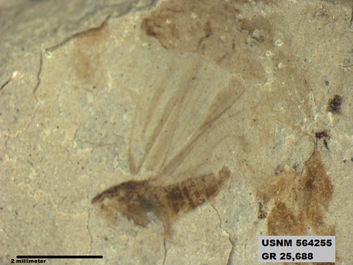 Genus sp