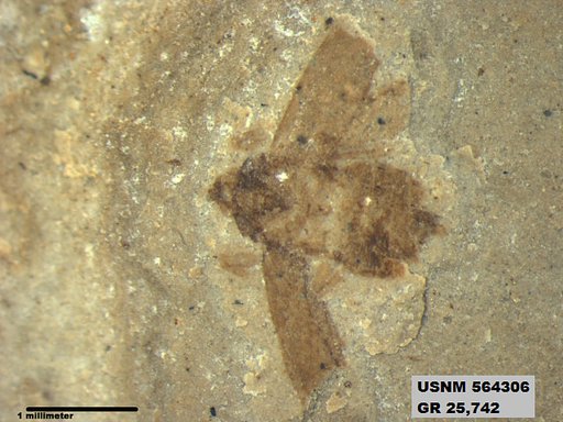 Genus sp