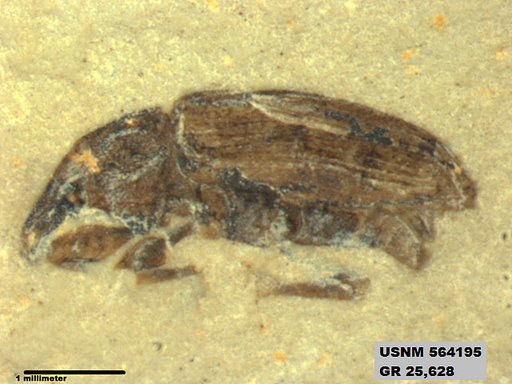 Insecta