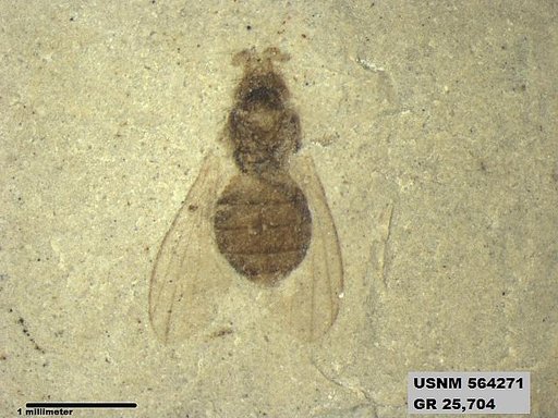 Genus sp