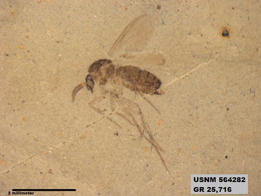 Genus sp