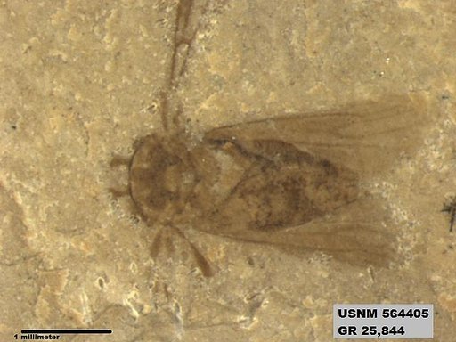 Genus sp