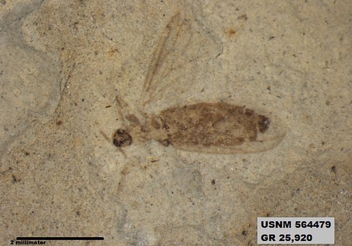 Genus sp