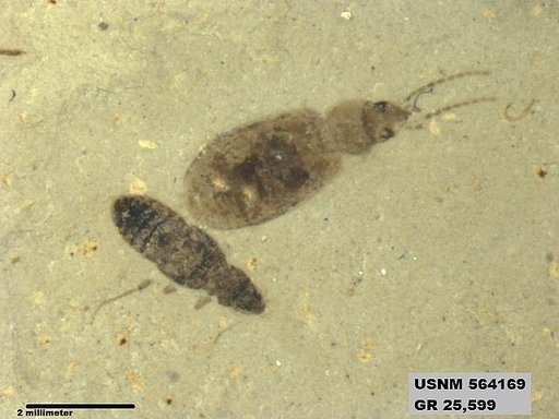 Insecta